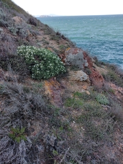 Astragalus tragacantha