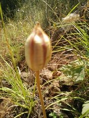 Tulipa agenensis