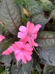 Impatiens hawkeri