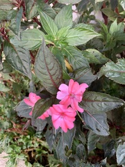 Impatiens hawkeri