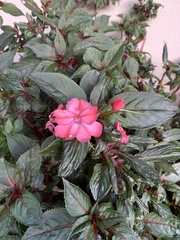 Impatiens hawkeri