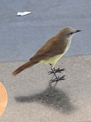 Machetornis rixosa