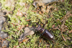 Lucanus kurosawai