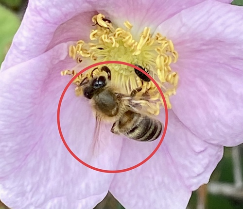 iNaturalist observation photo of Western Honey Bee