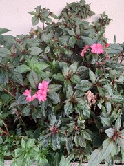 Impatiens hawkeri