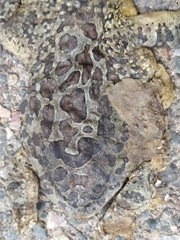 Sclerophrys mauritanica