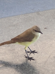 Machetornis rixosa