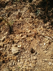 Lecokia cretica