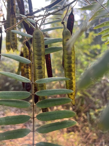 Senna timoriensis observed 2022-03-05