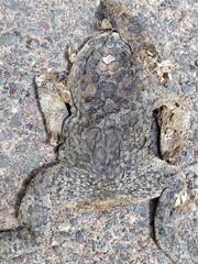 Sclerophrys mauritanica