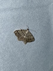 Macaria aequiferaria