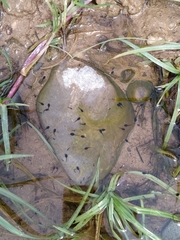 Sclerophrys mauritanica