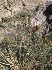 Anisacanthus thurberi