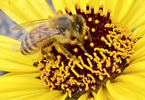 iNaturalist observation photo of Western Honey Bee