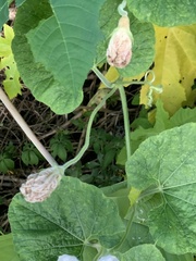 Cucurbitales