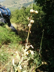 Fritillaria persica