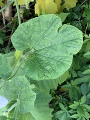 Cucurbitales