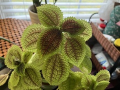 Pilea mollis