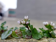 Cochlearia danica