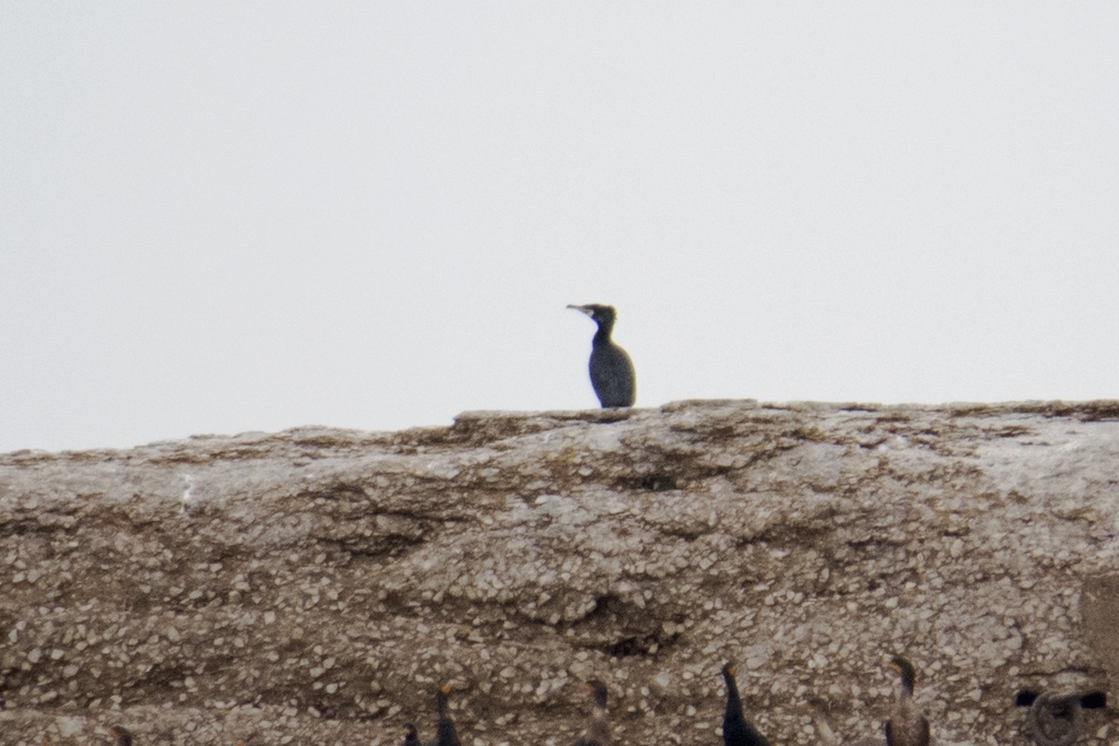 Great Cormorant from Cleveland, OH, USA on March 06, 2016 at 0948 AM