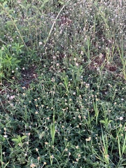 Tridax procumbens