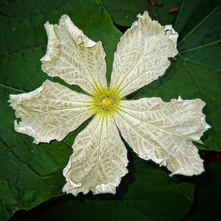 Lagenaria siceraria