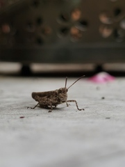 Trilophidia annulata