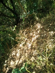 Anthriscus lamprocarpus