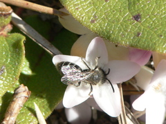 Andrena bradleyi