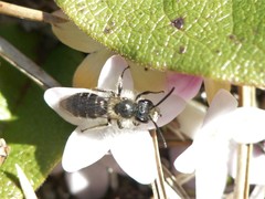 Andrena bradleyi