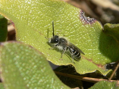 Andrena bradleyi