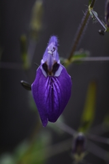 Brillantaisia lamium