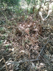 Chaerophyllum nodosum