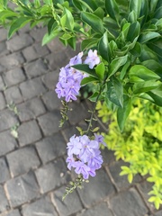 Duranta