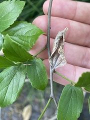 Hestina assimilis