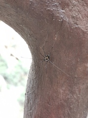 Homolophus serrulatus