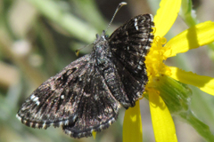 Hesperopsis alpheus