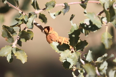 Disholcaspis mamillana