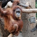 Bornean Orangutan - Photo (c) Joachim S. Müller, some rights reserved (CC BY-NC-SA)