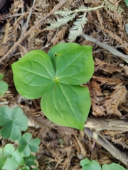 Trillium ovatum