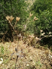 Chaerophyllum nodosum