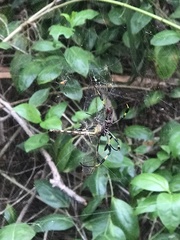 Trichonephila clavipes image