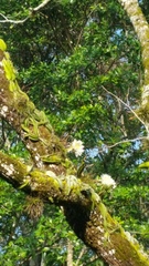 Selenicereus spinulosus