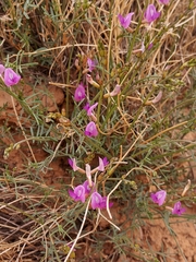 Astragalus nidularius