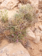 Astragalus nidularius