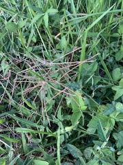 Macroptilium lathyroides