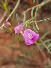 Astragalus nidularius