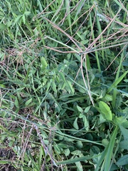 Macroptilium lathyroides