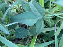 Macroptilium lathyroides