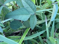 Macroptilium lathyroides